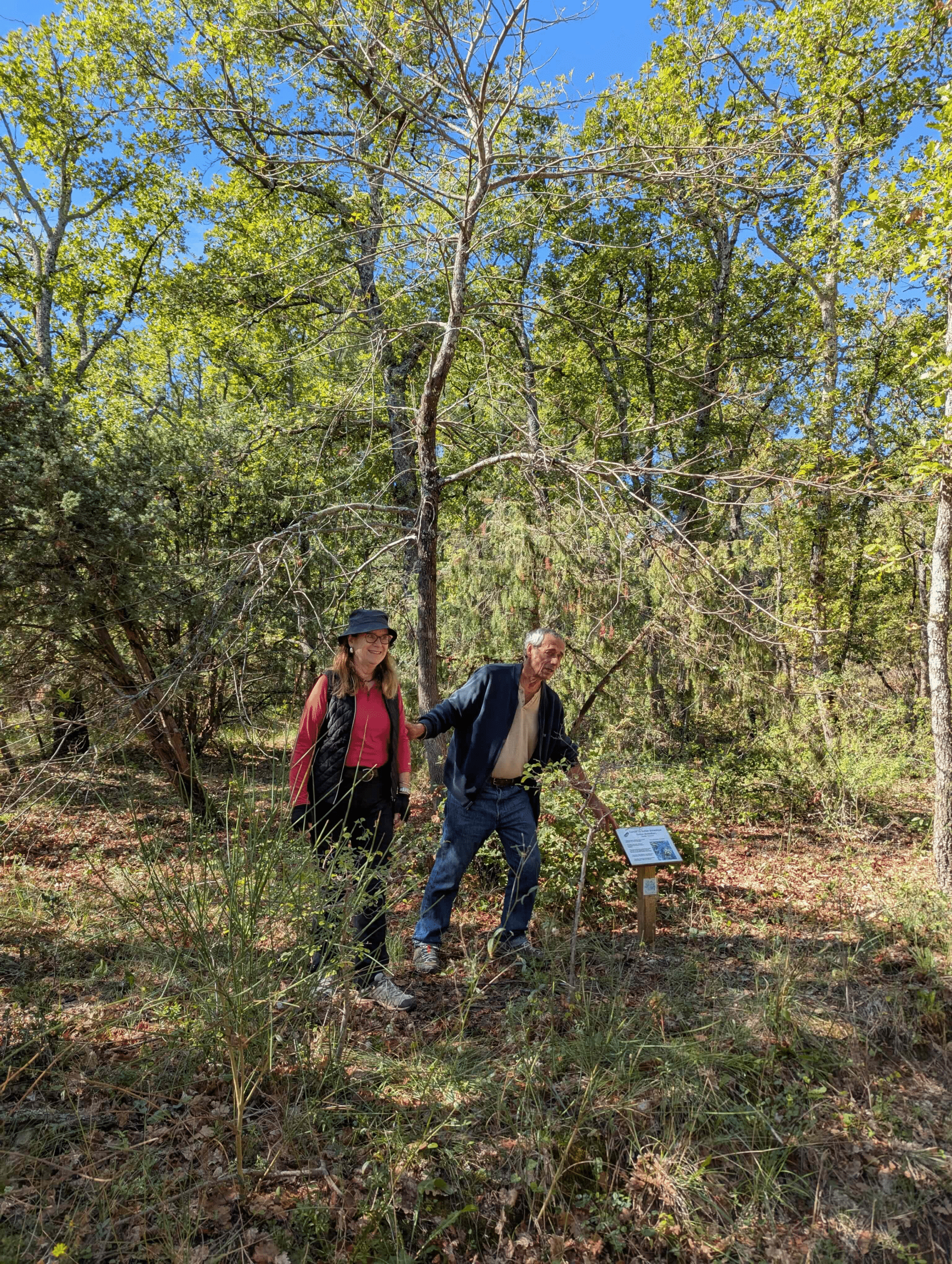 Vous consultez actuellement La forêt nourricière